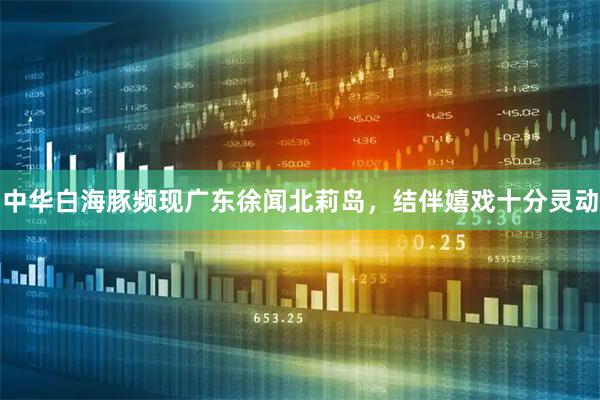 中华白海豚频现广东徐闻北莉岛,结伴嬉戏十分灵动